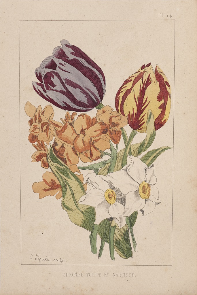 Carnation, Tulip and Narcissus
