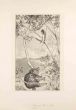 Max Klinger - Bear and Elf from "Intermezzi" - Modern Artwork 