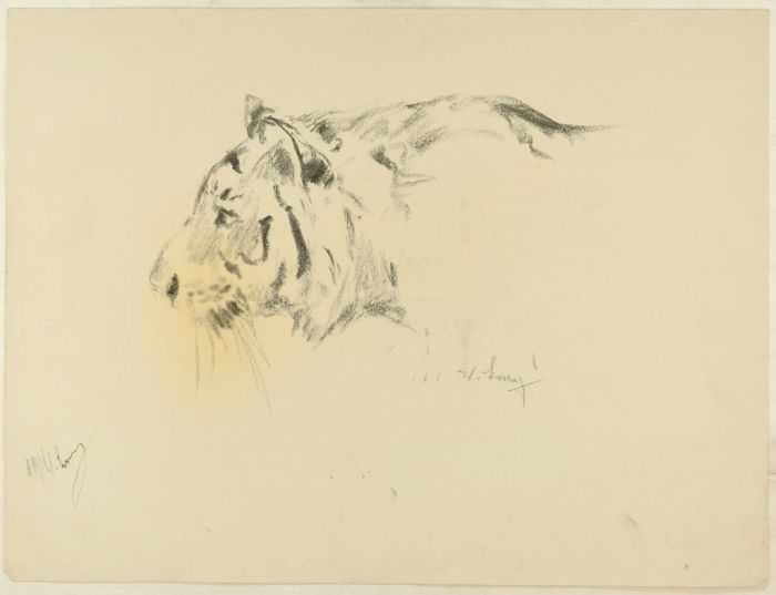 Profile of a Tiger by Wilhelm Lorenz - Modern Artwork