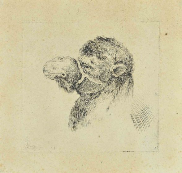 Stefano Della Bella - Head of Camel - Old Masters
