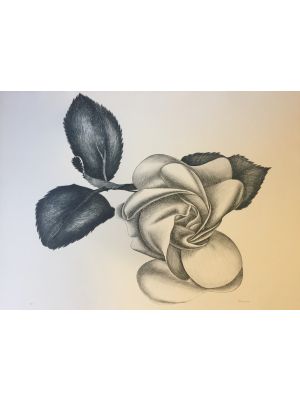 Black Rose by Giacomo Porzano - Contemporary Artwork