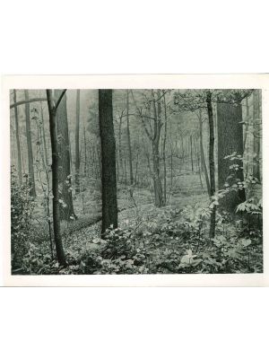 American Museum of Trees - American Vintage Photograph