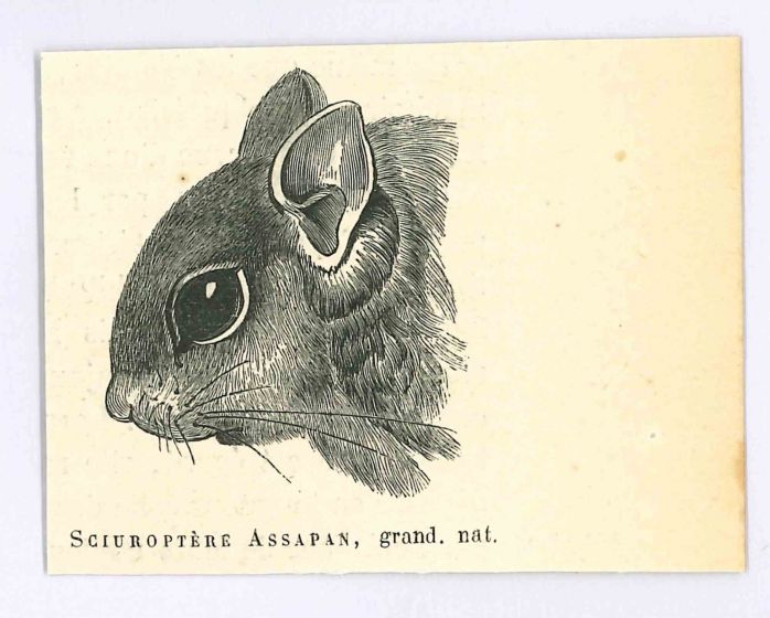 Sciuroptere