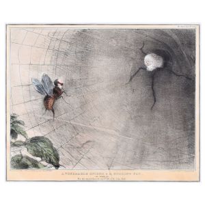 A Venerable Spider And A Buzzing Fly by John Doyle - Old Master Artwork