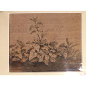 Plants by Jan Peter Verdussen