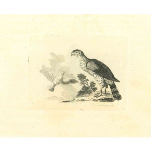 The Physiognomy - The Birds