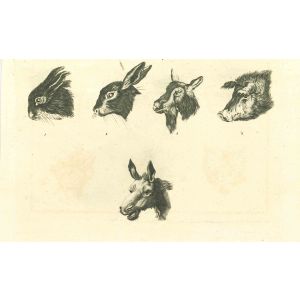 The Physiognomy - Animals Muzzles
