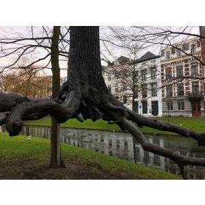 Nature Suspended
