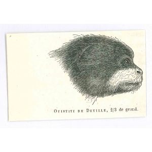 Marmosets