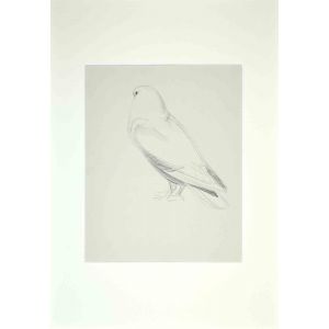Dove