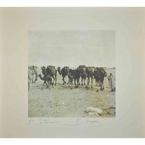 Tunisian Camels