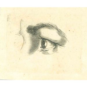 The Physiognomy - The Eye