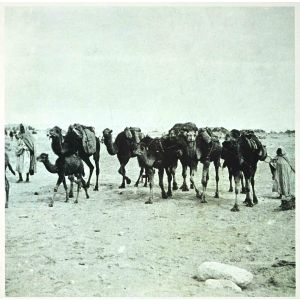 Tunisian Camels