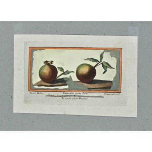 Antiquities of Herculaneum Still Life 