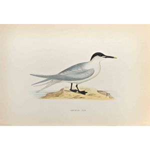 Sandwich Tern