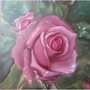 Rose in Dew 