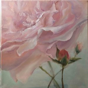 Rose in Close-up