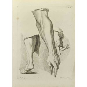 Anatomy Studies