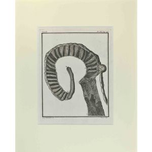 Jacques Baron - Anatomy of Animals – Old Masters 