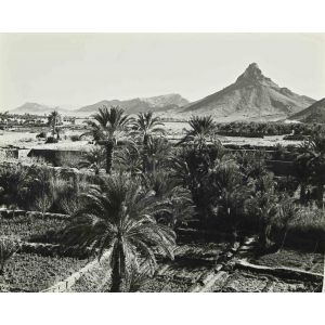 The Palm Trees and the Mountain