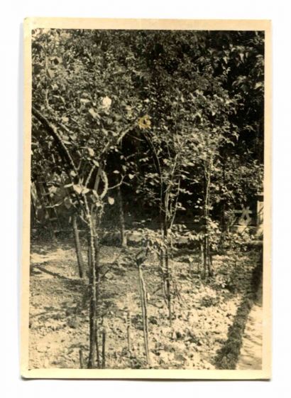 Anonymous - Old Days Garden - Historical Photograph 
