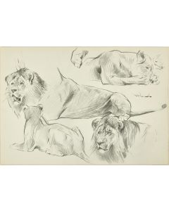 Sketch of Lions by Wilhelm Lorenz - Modern Artwork