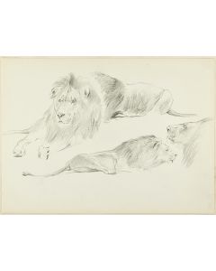 Study of Lions