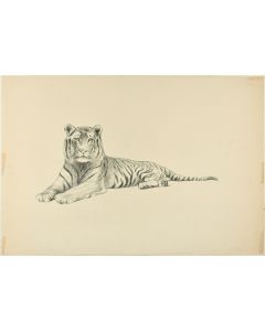 Lying down Tiger by Wilhelm Lorenz - Modern Artwork