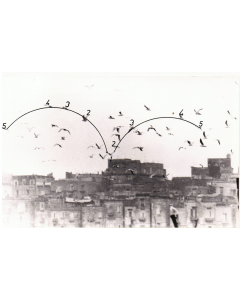 Birds by Pino Settanni - Contemporary Artworks