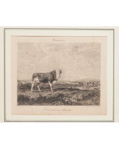 Taureau au paturage  is an original print in ething technique on ivory paper, realized by Gustave Greux (French Engraver; 1838–1919) and by A.Salmon (Imp, Paris) .