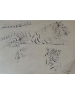 Study of tiger by Wilhelm Lorenz
