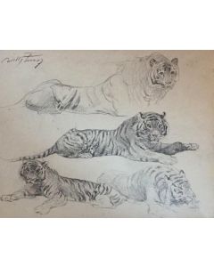 Tiger at rest by Lorenz Wilhelm