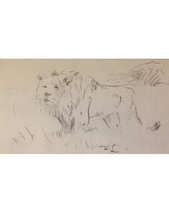 Study of lion by Wilhelm Lorenz
