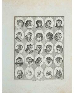 Monkeys - Johann Caspar Lavater and Thomas Halloway - Old Master
