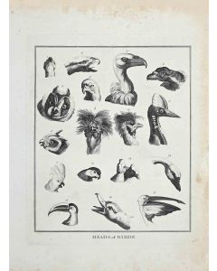 Heads of Birds - Johann Caspar Lavater and Thomas Holloway - Old Master Artwork