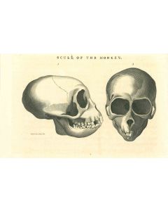 The Physiognomy - Skulls