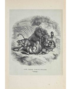 The Lion, Jaguar, Tiger