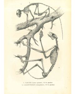 The Animal Skeleton 
