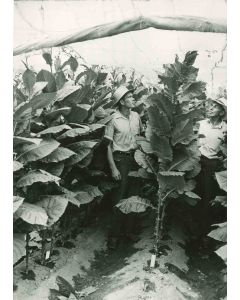 Agriculture - American Vintage Photograph 
