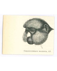 Paul Gervais - The Monkey - Contemporary art