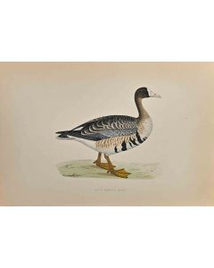 White-Fronted Goose