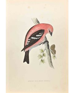 American White-Winged Crossbill