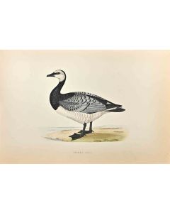 Bernicle Goose 