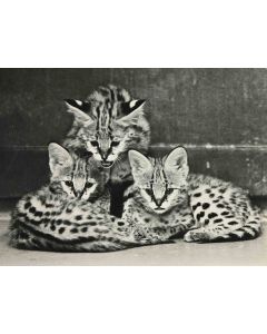  Savannah Cat  Vintage Photograph     