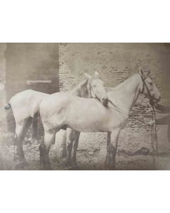 Anonymous - Horses - Historical Photo 