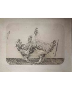 Anonymous - Old Days - Roosters - Vintage Photograph 