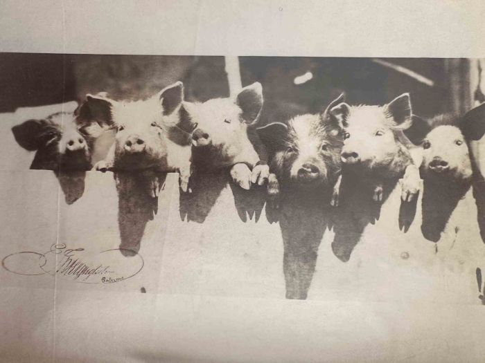 Anonymous - Old Days - Pigs - Vintage Photograph 
