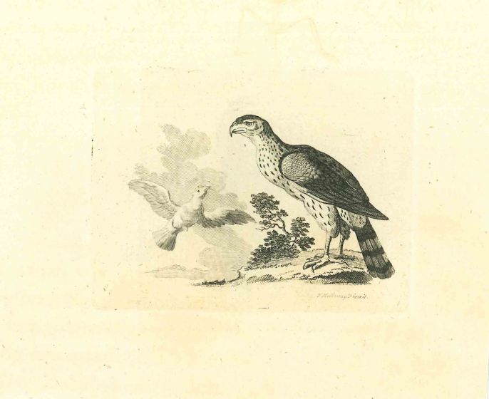 The Physiognomy - The Birds