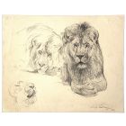 Study of lion and lioness