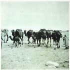 Tunisian Camels